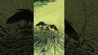 Bedraggled Anhinga Covered in Duckweed Dries its Wings [upl. by Elleret]