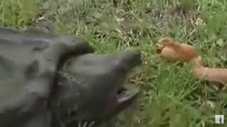 Alligators snapping turtle bites off the head of snake [upl. by Nreval]