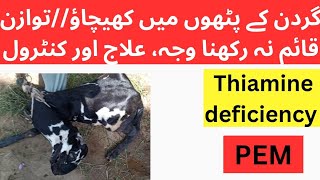 PEM  Polioencephalomalacia  Goat polio  Sheep polio treatment and control  Dr Muhammad Saif [upl. by Nuli]