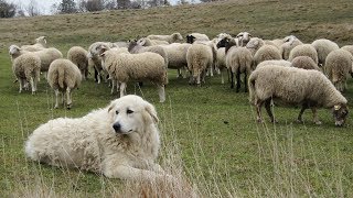 Maremma Sheepdogs  Fearless Flock Guardians [upl. by Fernas]