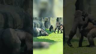 GORILLA Breaks up Fight in Zoo Enclosure [upl. by Navetse]