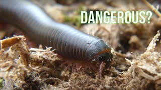 Are Millipedes Dangerous American GIANT Millipede [upl. by Joelynn639]