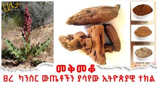 መቅመቆ  ፀረ ካንሰር ውጤቶችን ያሳየው ኢትዮጵያዊ ተክል  Haleta Tv [upl. by Elison]