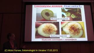 Инжир Симбиоз или Смерть Опылитель Blastophaga Agaonidae и Ficus carica Киев Украина [upl. by Euqinamod]