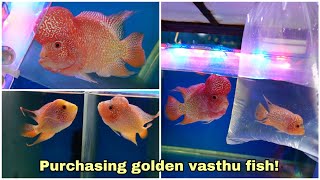 Purchasing golden vasthu fish in chennai  BGB aqua kingdom  Flowerhorn [upl. by Vorster]