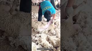 The process of shearing sheeps wool [upl. by Satsoc]