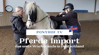 Islandpferde importieren  das erste Wochenende mit den neuen Ponys [upl. by Naedan871]