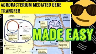 Agrobacterium Mediated Gene Transfer 😎😎 [upl. by Baram]