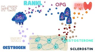 The Bone Cells  Osteoclasts Osteoblasts Osteocytes [upl. by Leis]