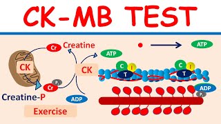 Creatine kinase MB CKMB test and its significance [upl. by Blasius485]