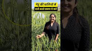 गेहूँ कीं बालियों मैं दाने भरते समय कैसें दे फसलं को पोषण । Gehu ki Kheti  Wheat  AgroStar [upl. by Ynnam357]