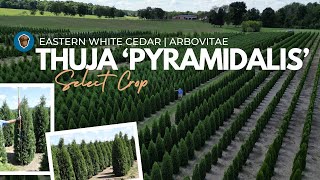 Select Crop Thuja Pyramidalis Pyramidal Eastern White Cedar or Pyramidal American Arborvitae [upl. by Lacram16]