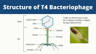 Structure of T4 Bacteriophage  Biology [upl. by Jowett]