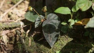 Cryptocoryne affinis and Begonia DIscoveryPlanet [upl. by Enimassej]