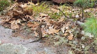 Massasauga Rattlesnake at Georgian Bay Ontario Canada [upl. by Gaige978]