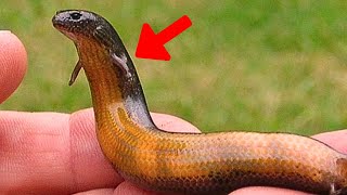 Man Finds Strange Snake In Backyard – When The Vet Sees It He Says “This Can’t Be True” [upl. by Erhard]