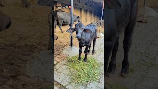 Murrah bull🐃⚠️  murrahbull villagelife 5starmurrah dailyvlog shortsf kumawatpushkar007 [upl. by Htiduy]