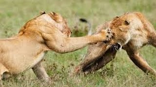 Brutal and Deadly fight  1 lion vs 4 lion fight to death [upl. by Cirillo]