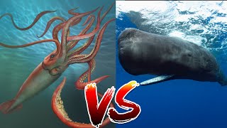 Giant Squid VS Sperm Whale  Who would win [upl. by Eiramllij]