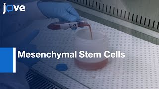 Mesenchymal Stem Cells Isolation and expansion  Protocol Preview [upl. by Bethezel]