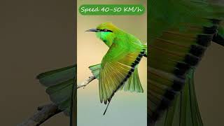 Green Bee Eater trending facts birds vlog bee india shorts [upl. by Madox583]