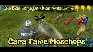 Cara TamingMenjinakan MoschopsDan Kegunaannya [upl. by Nitsoj222]