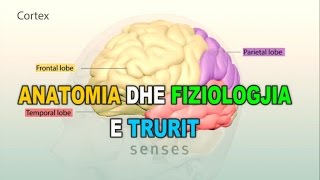 ANATOMIA DHE FIZIOLOGJIA E TRURIT  3D [upl. by Marasco]