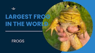 The Largest Frogs In The World [upl. by Yerocaj774]