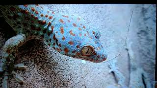 Gecko Sound  Big Gecko [upl. by Nirad]