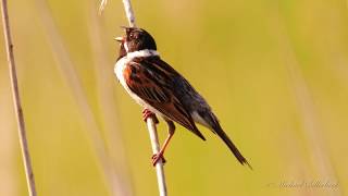 Common Reed Bunting singing  Rohrammer singt [upl. by Atteiluj]