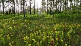 Carnivorous Plants in the Wild [upl. by Yerfej]