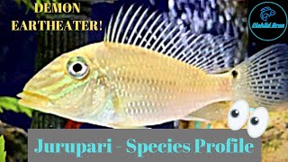 DEMON EARTHEATER Satanoperca Jurupari  Species Profile [upl. by Nosretep]