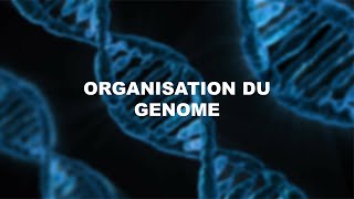 Biologie Moléculaire S5 Darija Organisation du génome  procaryotes eucaryotes [upl. by Eilama]