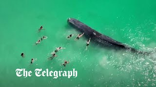 Beachgoers touch whale straying dangerously close to Perth shore [upl. by Bowie]