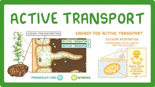 GCSE Biology  Active Transport 9 [upl. by Meingoldas]