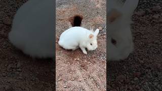 Coelho 😍🐇 coelho coelha habbit white cute funny viralvideo viralshort short shorts [upl. by Takeshi584]