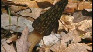 Morel Mushrooms in Missouri [upl. by Arayk]