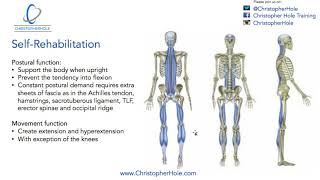 Rehabilitation Superficial Back Line [upl. by Marcille]