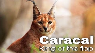 Caracal Cats fun facts and myths Amazon Wildlife Animals Life [upl. by Auguste]