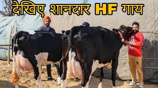 Beautiful HF Cow 🐄 with 50 Lt Milk Capacity at Jagraon PDFAPunjab [upl. by Mcdougall]