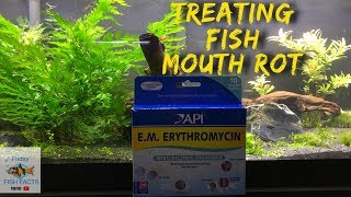 How to identify and treat FISH MOUTH ROT [upl. by Orlosky484]