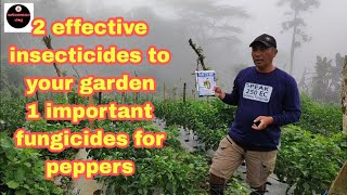 2 effective insecticides 1 important fungicides for peppersgardengardeningtips [upl. by Avilla666]