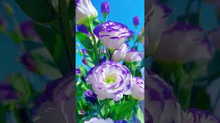 Lisianthus flower plant ytshorts shorts shortvideo khetiribanta trending trendingshorts fool [upl. by Venable]