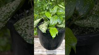 HOW TO REPOT A POLKA DOT PLANT [upl. by Nahtnoj]