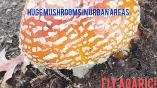 Finding and Harvesting Huge Fly Agaric [upl. by Semadar844]