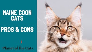 PROS AND CONS OF MAINE COON CATS AS PETS [upl. by Marshall306]