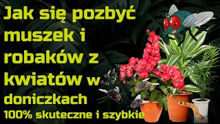 Jak szybko pozbyć się muszek ziemiórek i robaków z kwiatów doniczkowych [upl. by Gal]