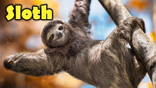 Interesting Facts about The Sloth for Kids [upl. by Aseretairam239]