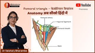 Femoral triangle  फेमोरियल त्रियांगल [upl. by Babbette]