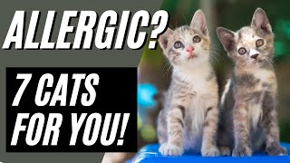 7 Best Hypoallergenic Cat Breeds  Cat Breeds for Allergies Devon Rex Sphynx [upl. by Etnomaj]